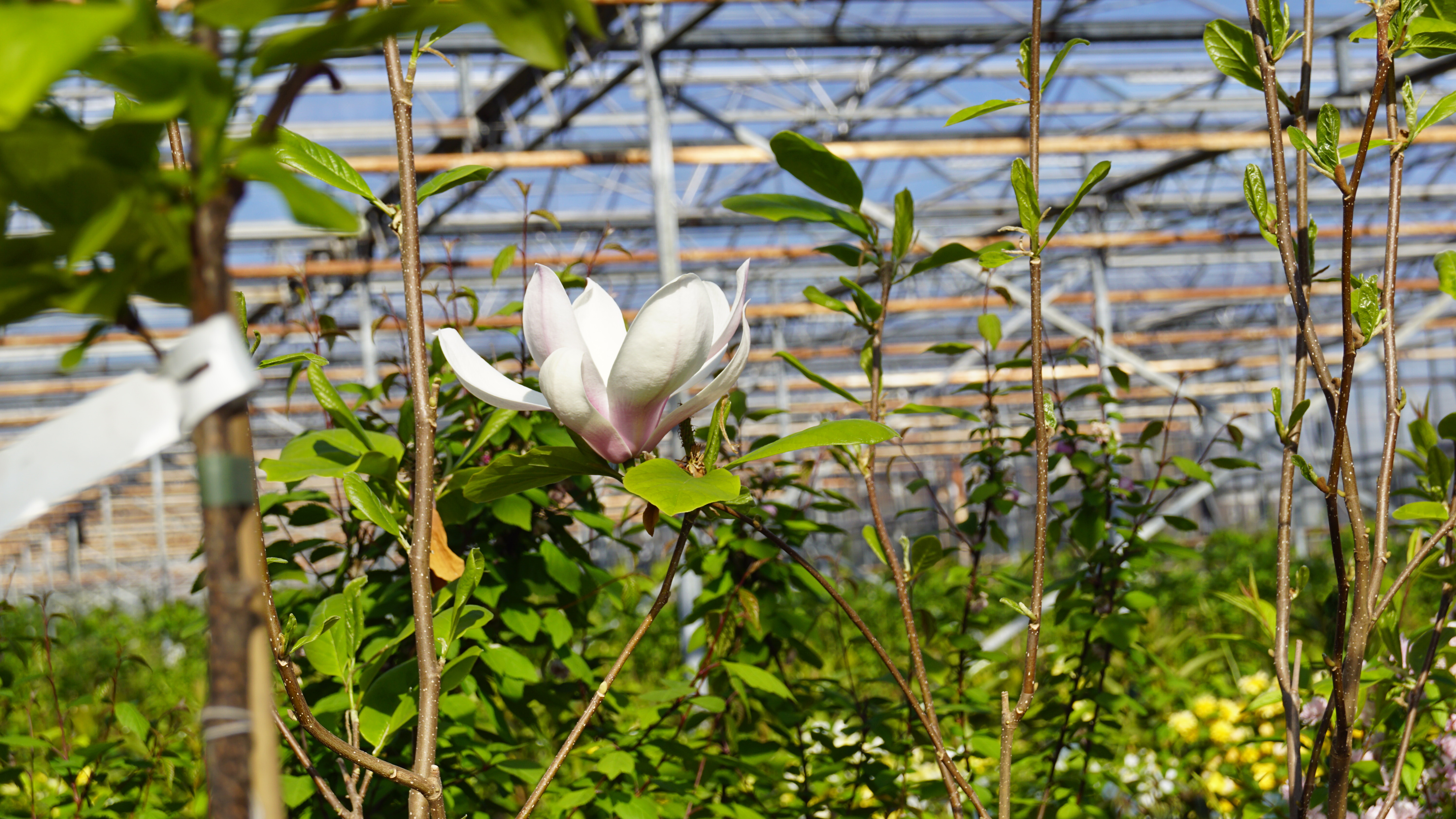 Magnolia soulangeana 'Alba Superba' (2)